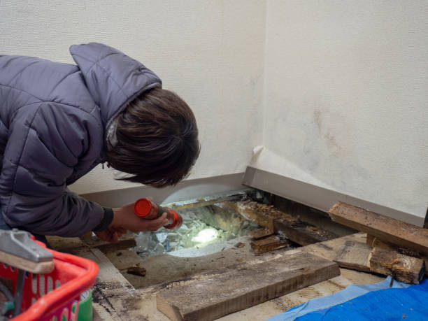 Best Mold Removal for HVAC Installations  in Cloverport, KY