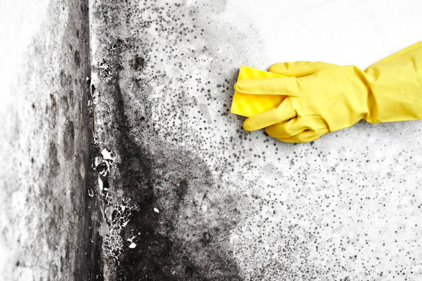 Best Real Estate Mold Inspection  in Cloverport, KY