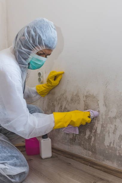 Best HVAC Mold Inspection and Cleaning  in Cloverport, KY